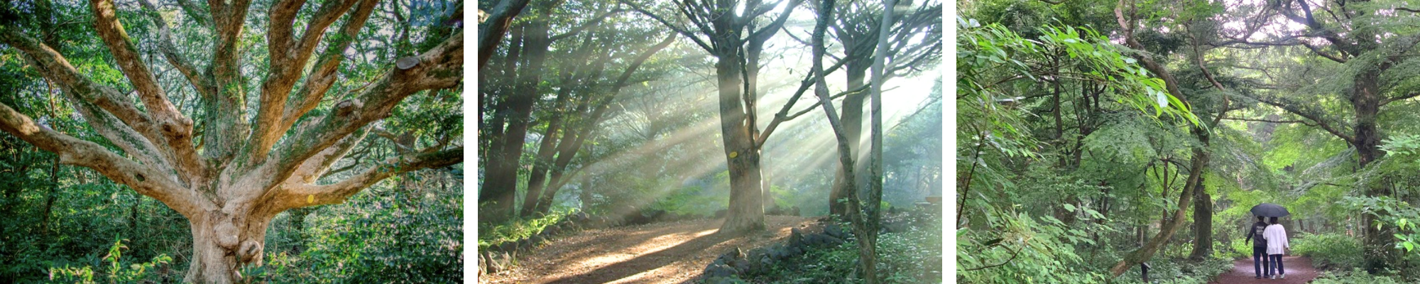 외국인 관광 제주 투어 비자림