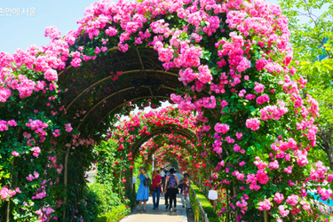 중랑 서울장미축제 장미 터널 포토스팟 외국인